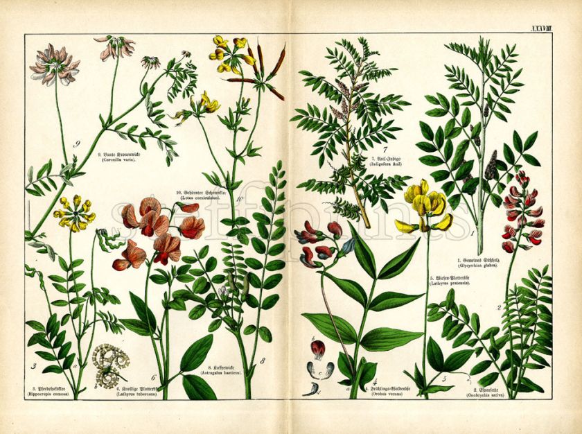 1887 SCHUBERT CHROMOLITHOGRAPH vetches, peas, liquorice  