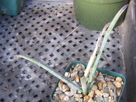 Yucca endlichiana Blue Spotted Leaf Tuberous Roots Slow  