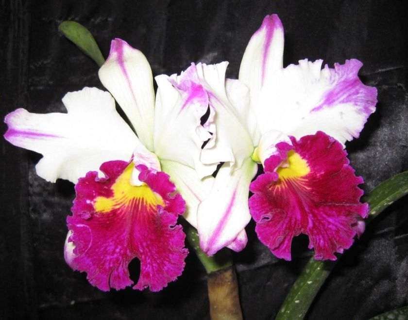 BIN Blc. Ann Cleo Stars & Stripes Best WoW Cattleya  