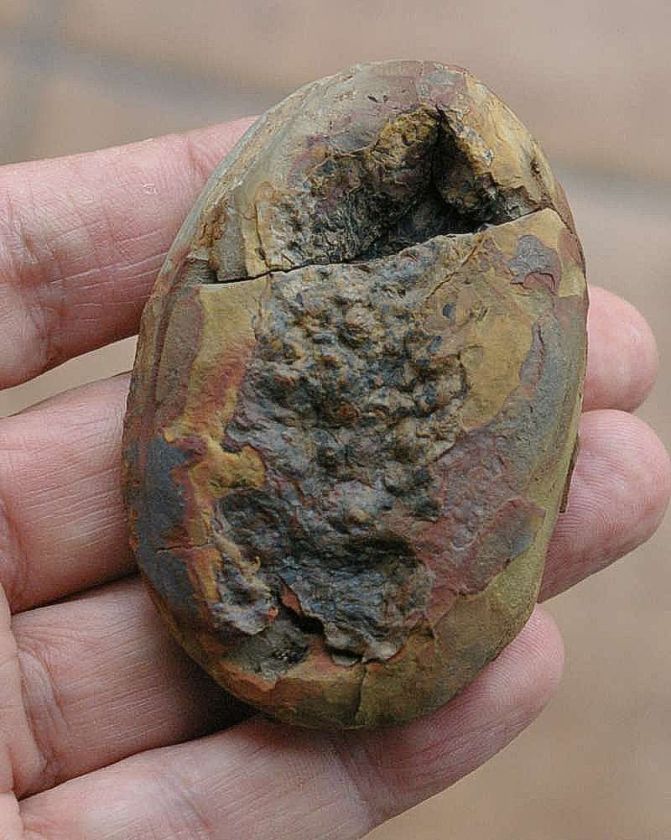 Beautiful   Lepidodendron   cone in nodule  