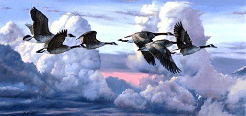 ABOVE THE STORM   Jack Paluh   Goose Print  