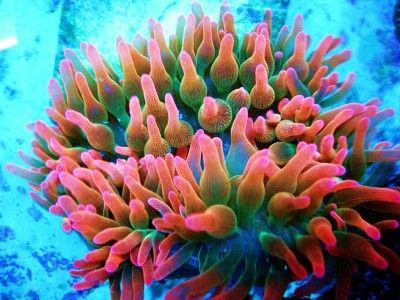 Live Coral ULTRA TIP ROSE BUBBLE ANEMONE ,RICORDEA, CHALICE, WYSIWYG 