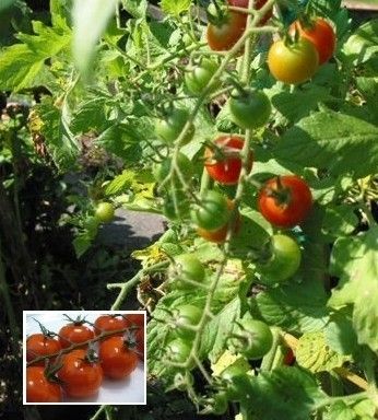 GROW TOMATOES ANYWHERE Tiny Tim DWARF Vegetable SEED  