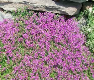 CREEPING THYME       90,000 Bulk Seeds + Free Seeds  