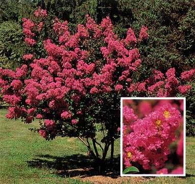 Beautiful Red Flowering CRAPE MYRTLE Tree 50 Seeds  