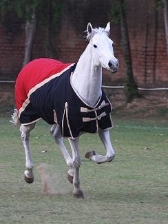 Tuff Rider WinterTurnout Horse Blanket 1200D royal cal  