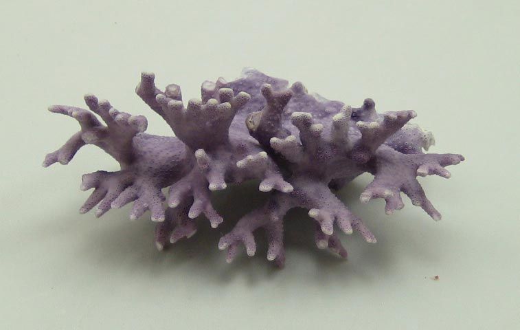 PURPLE ALLOPORA CALIFORNICA CORAL SEASHELL SHELL REEF  