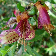 NATIVE FUCHSIA Eremophila maculata Seeds N34  