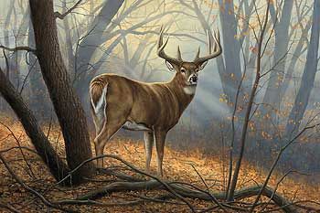 Rosemarry Millette In His Prime Whitetail Deer S/N  